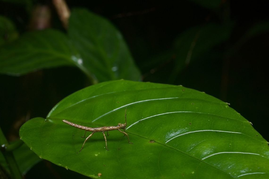 Tiny phasmid standing tall on a leaf This was near Batang Kali in Selangor. Geotagged,Malaysia,Money Plant Stick Insect,Pylaemenes mitratus,Winter