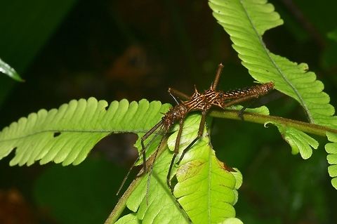 Intricately patterned phasmid on fern From Kubah National Park. Someone has suggested that this is Dares ulula, but I'd like a second opinion. Geotagged,Malaysia,Winter