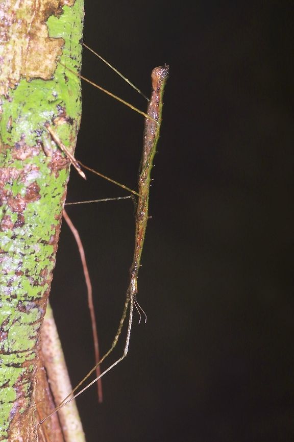 Green and brown thin phasmid facing down From Kubah National Park. Geotagged,Malaysia,Winter