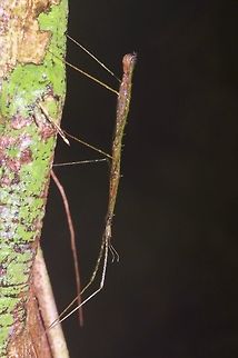 Green and brown thin phasmid facing down From Kubah National Park. Geotagged,Malaysia,Winter