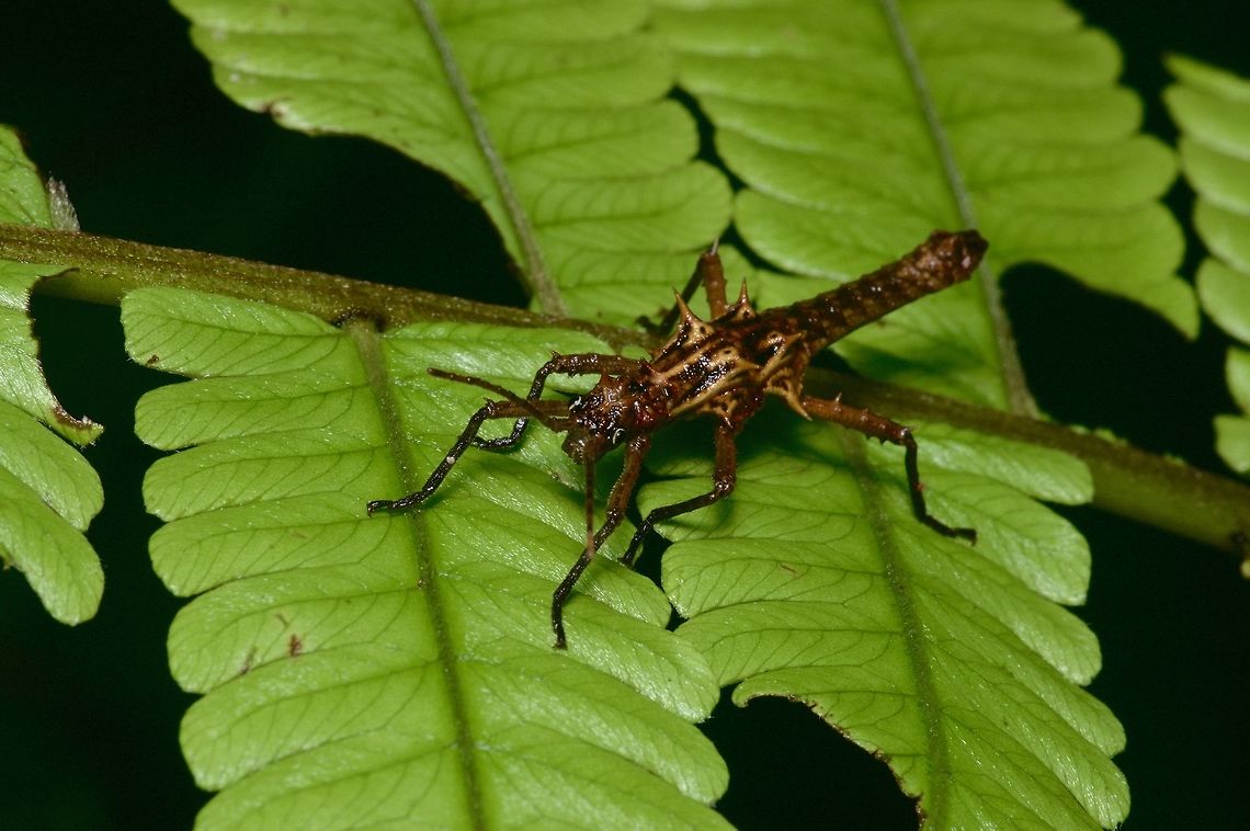 Spiky little phasmid on a fern From Kubah National Park. Someone has suggested that this is Dares ulula, but I&#039;d like a second opinion. Geotagged,Malaysia,Winter
