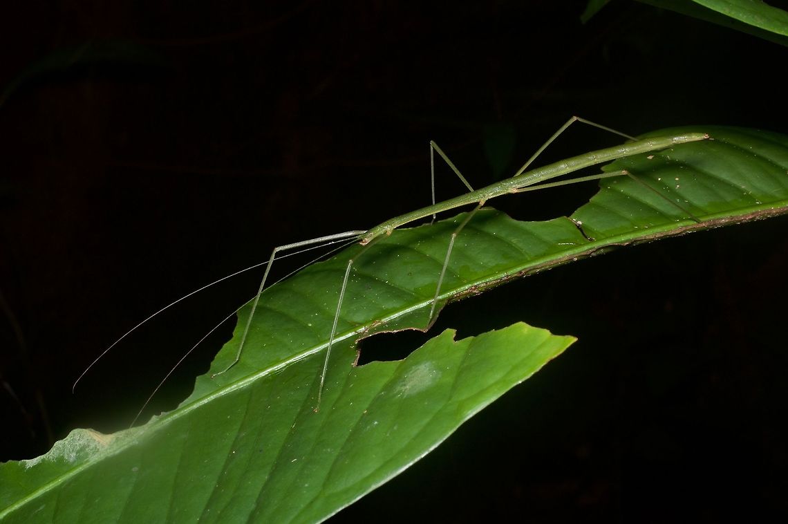 Medium/large thin green stick insect (Acacus sapuani) on half-eaten leaf From the Santubong peninsula. This was ID&#039;d for me as &quot;Acacus, perhaps A. sapuani&quot;, and when I compared with Francis Seow-Choen&#039;s Borneo phasmids book, that seemed likely to me. Acacus sapuani,Geotagged,Malaysia,Winter