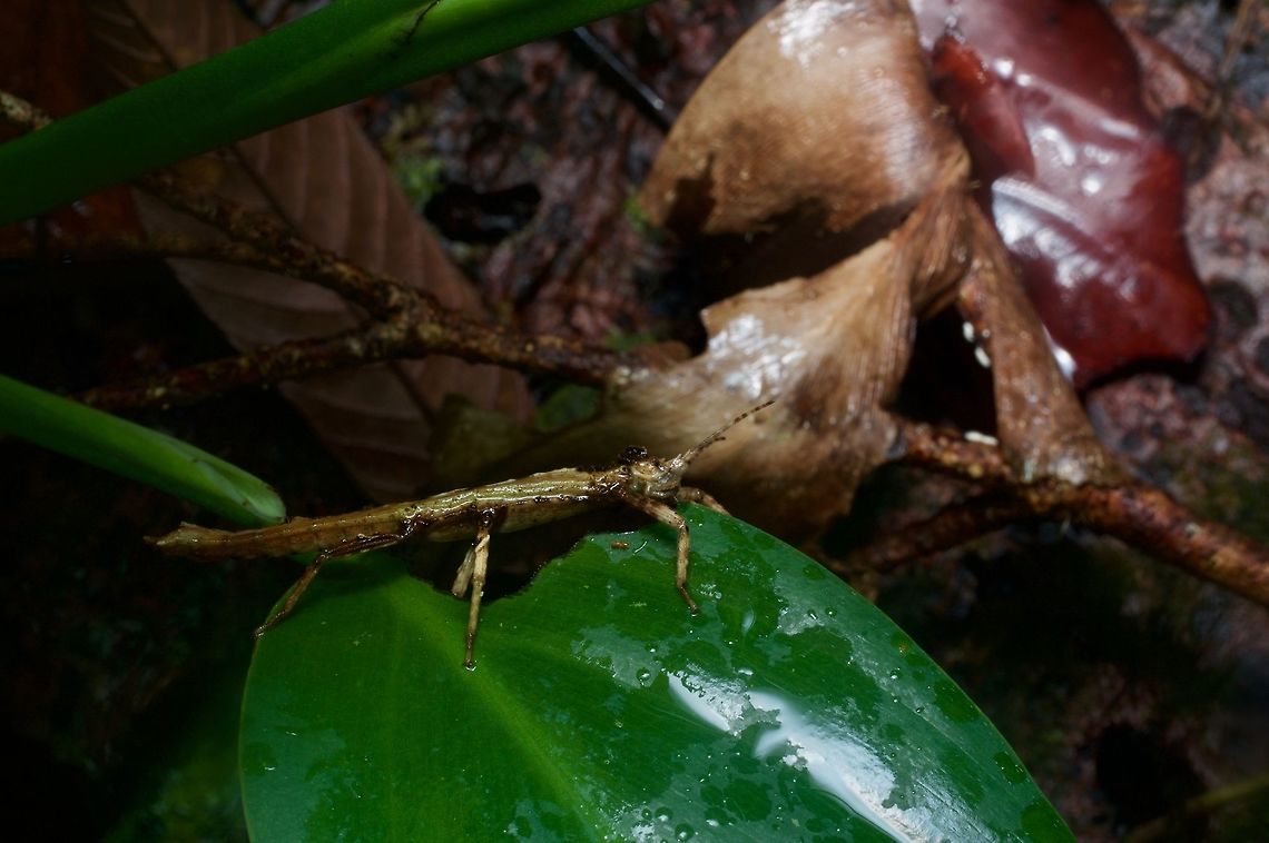 Small stocky phasmid eating a leaf From the Santubong peninsula. Probably a nymph? Geotagged,Malaysia,Pylaemenes borneensis,Winter