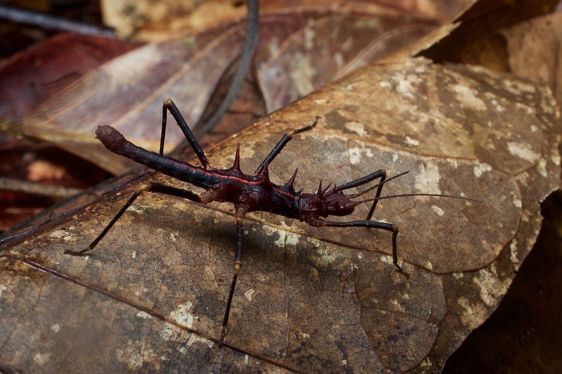 Small spiky phasmid with red vertebral line in leaf litter From the Santubong peninsula. ID'd for me as Dares ulula, but I'd like a second opinion. Geotagged,Hoploclonia gecko,Malaysia,Winter