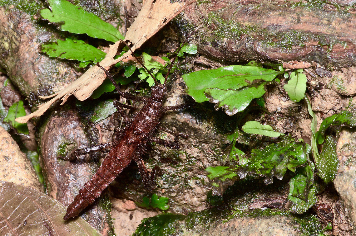 Thick brown spiky phasmid on the forest floor From Kubah National Park. Maybe a young Heteropteryx? Geotagged,Haaniella echinata,Malaysia,Prickly Haaniella,Winter