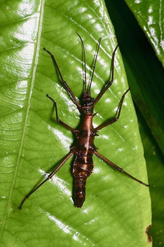 Dorsal view of small brown spiky phasmid on leaf From Kubah National Park. Id'd for me as Epidares noligmetangare, but I'd like a second opinion. Epidares nolimetangere,Geotagged,Malaysia,Touch-me-not Stick Insect,Winter