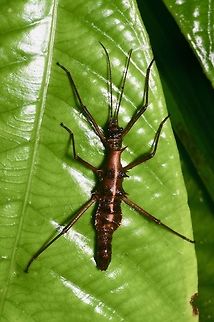 Dorsal view of small brown spiky phasmid on leaf From Kubah National Park. Id'd for me as Epidares noligmetangare, but I'd like a second opinion. Epidares nolimetangere,Geotagged,Malaysia,Touch-me-not Stick Insect,Winter
