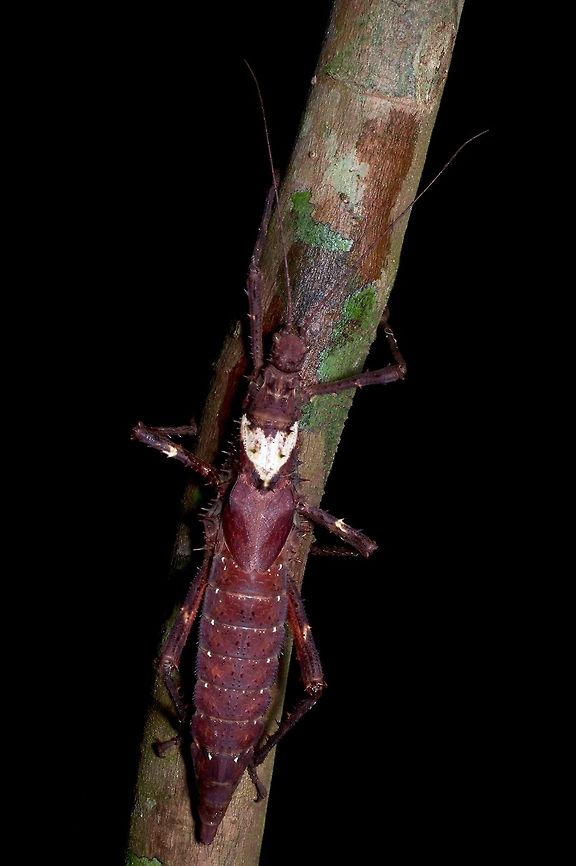 A huge brown phasmid (Haaniella grayii) climbing a thin tree From Santubong National Park. Geotagged,Gray's Haaniella,Haaniella grayii,Malaysia,Winter
