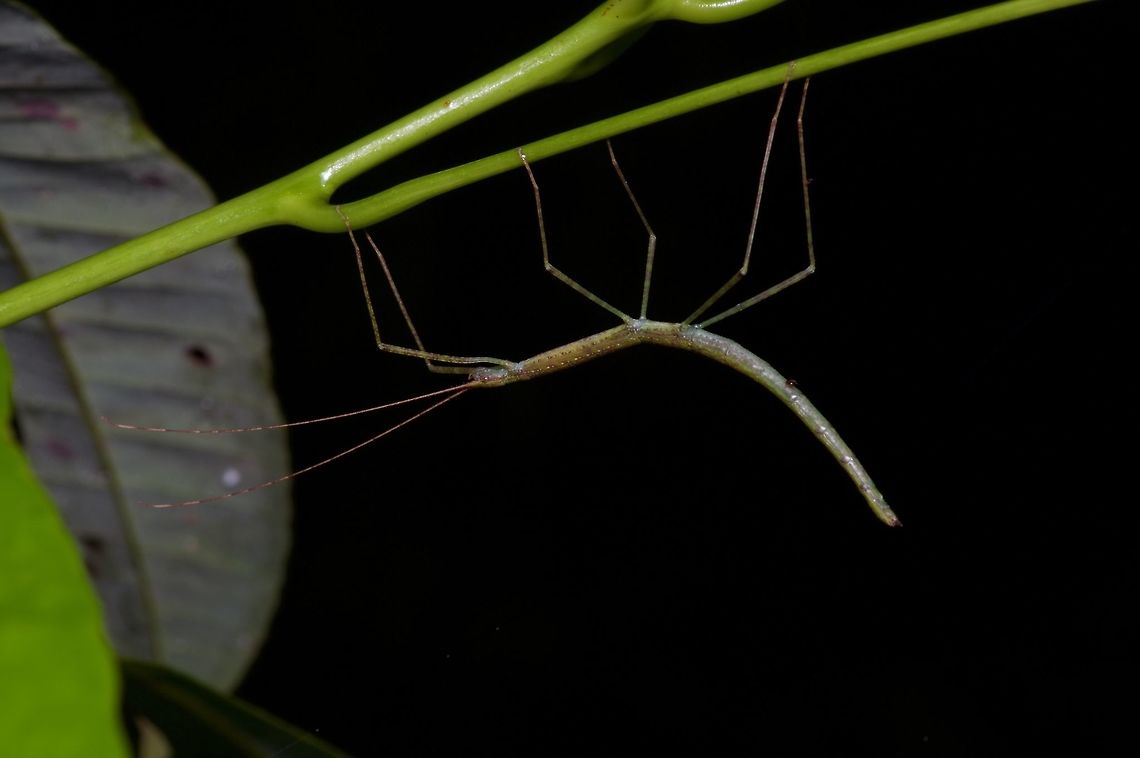 Small greenish upside-down phasmid From the Santubong peninsula. Geotagged,Malaysia,Winter