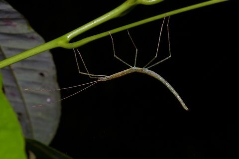 Small greenish upside-down phasmid From the Santubong peninsula. Geotagged,Malaysia,Winter