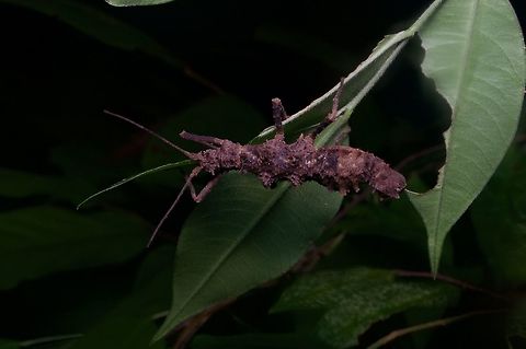 Lumpy brown phasmid eating a leaf From the Santubong peninsula. Geotagged,Malaysia,Winter