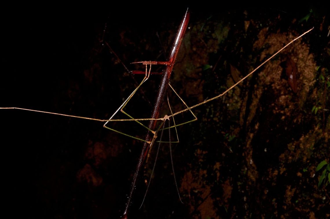 Huge very thin phasmid (Ramulus nematodes?) From Fraser&#039;s Hill. Ramulus nematodes seems like the only one that&#039;s big and thin enough to be a match, but I&#039;d like a second opinion. Geotagged,Malaysia,Winter