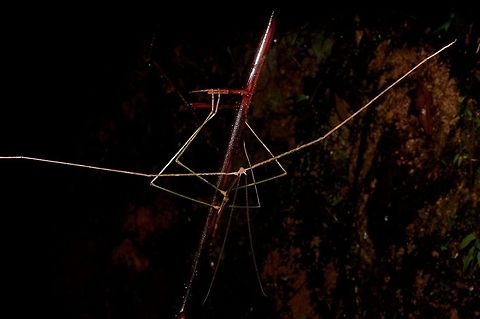 Huge very thin phasmid (Ramulus nematodes?) From Fraser's Hill. Ramulus nematodes seems like the only one that's big and thin enough to be a match, but I'd like a second opinion. Geotagged,Malaysia,Winter