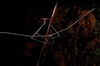 Huge very thin phasmid (Ramulus nematodes?) From Fraser's Hill. Ramulus nematodes seems like the only one that's big and thin enough to be a match, but I'd like a second opinion. Geotagged,Malaysia,Winter