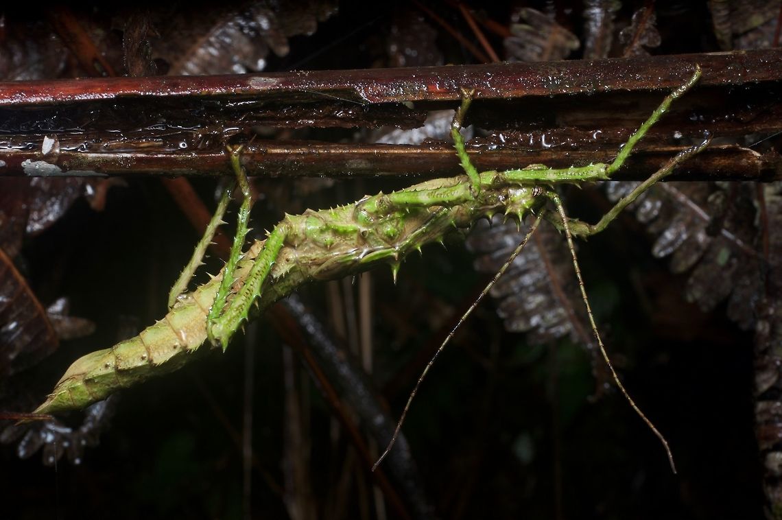 Big spiky greenish phasmid hanging upside-down From Fraser's Hill. Geotagged,Haaniella erringtoniaei,Malaysia,Winter
