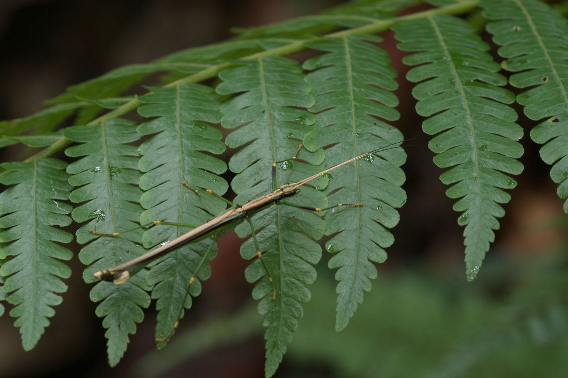 A stylish flying phasmid (Parorthomeria alexis) on a fern From Kubah National Park. A very flighty little phasmid, hard to get a nice photo. Geotagged,Malaysia,Parorthomeria alexis,Winter