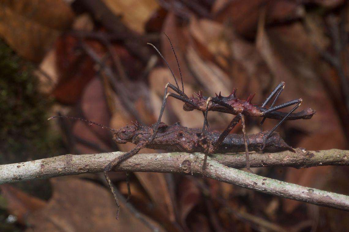 Mating pair of spiky brown phasmids From Kubah National Park. This pair was on the ground, but I moved them up to this thin branch to get an unobstructed photo. The female thwarted my plans for a realistic-looking photo by not holding on with her front legs. Maybe Dares ulula? Geotagged,Hoploclonia gecko,Malaysia,Winter