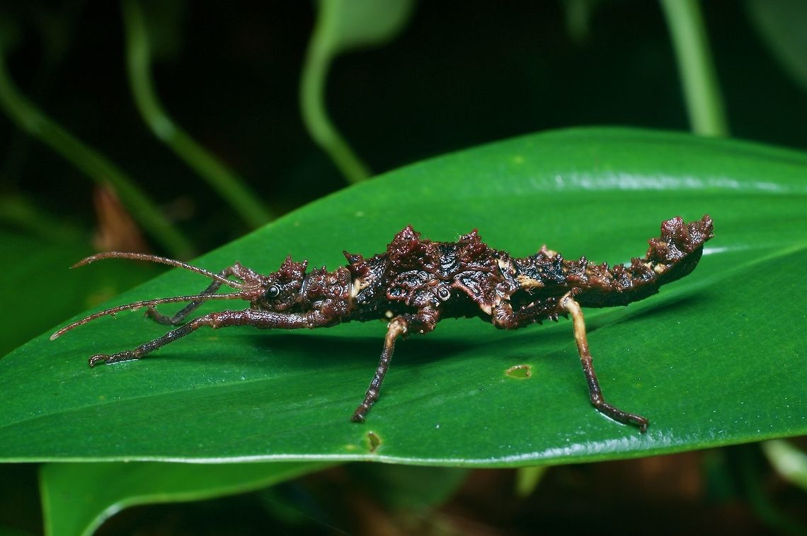 Lumpy/spiky black and brown phasmid on a leaf From the Santubong peninsula. Geotagged,Malaysia,Winter
