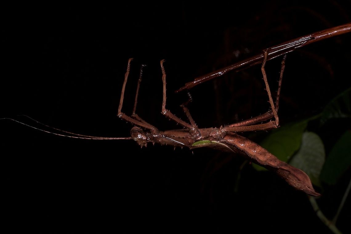 Large brown stick insect with greenish forewings From Fraser's Hill. Maybe Haaniella muelleri? Geotagged,Haaniella erringtoniae,Malaysia,Winter
