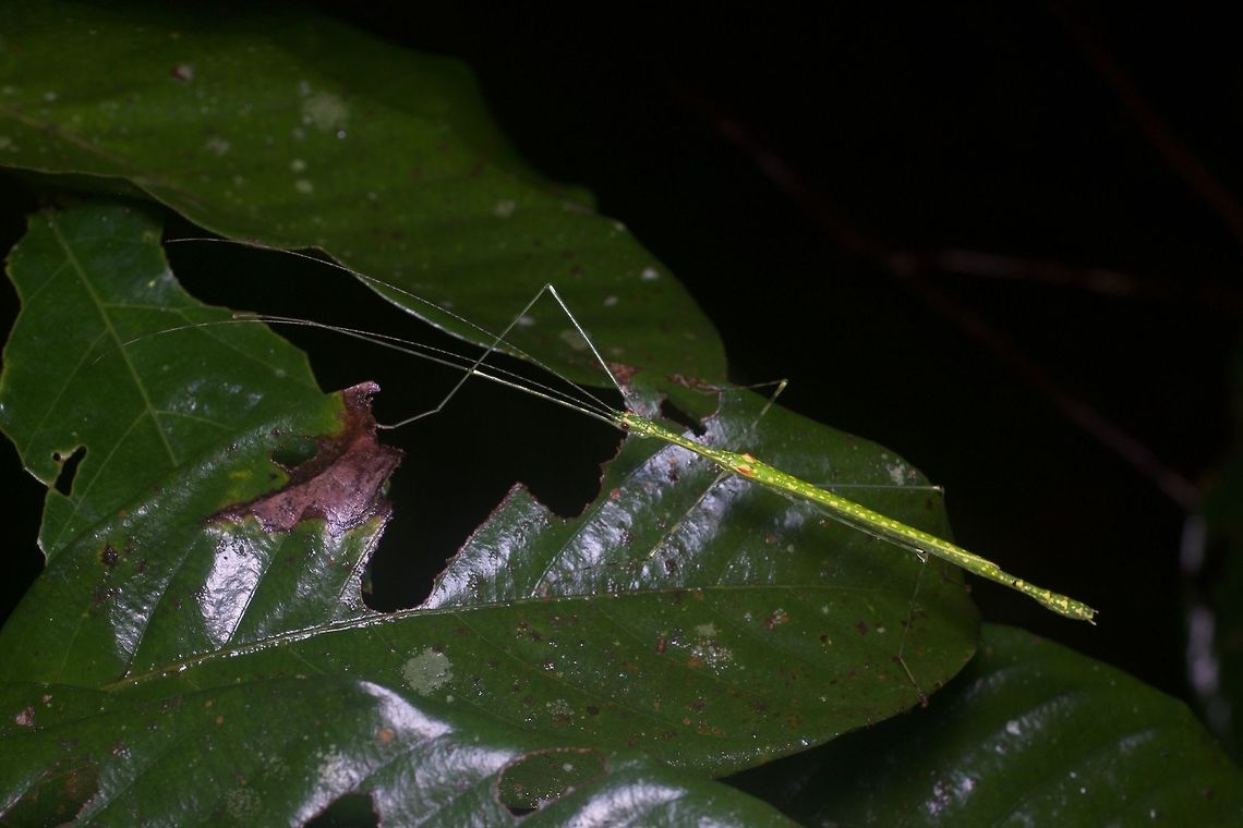 A Spotted Flying Stick (Necroscia punctata) on a leaf From Semyenyih, Selangor. Geotagged,Malaysia,Necroscia punctata,Winter