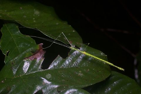 A Spotted Flying Stick (Necroscia punctata) on a leaf From Semyenyih, Selangor. Geotagged,Malaysia,Necroscia punctata,Winter