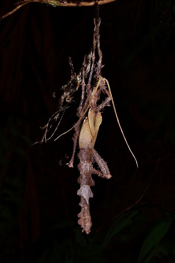 A large brown molting phasmid (male Malayan Jungle Nymph) From Fraser's Hill. Geotagged,Heteropteryx dilatata,Malayan jungle nymph,Malaysia,Winter