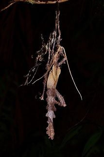 A large brown molting phasmid (male Malayan Jungle Nymph) From Fraser's Hill. Geotagged,Heteropteryx dilatata,Malayan jungle nymph,Malaysia,Winter