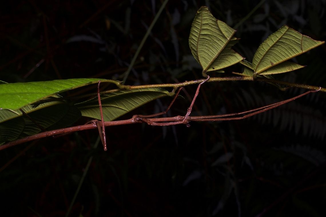 Very large, very thin phasmid (Ramulus nematodes) From Fraser's Hill. From the lobes on the head, I think this is an adult female Ramulus nematodes. Geotagged,Great Thin Stick Insect,Malaysia,Ramulus nematodes,Winter
