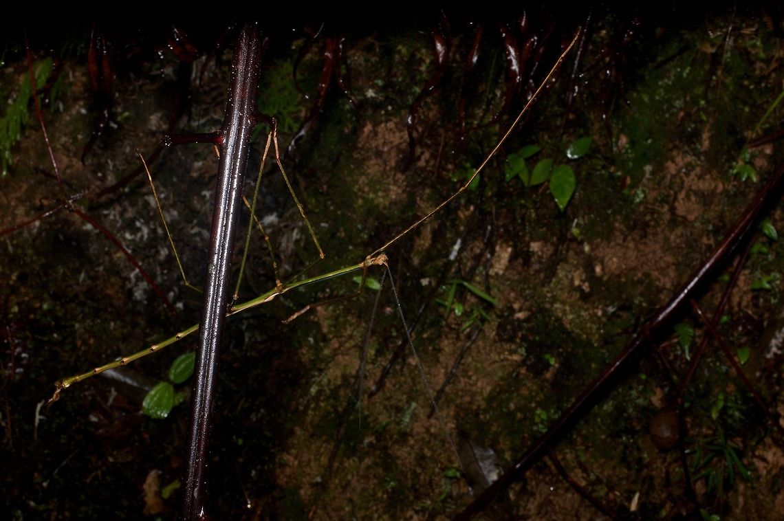 Huge very thin phasmid from side From Fraser's Hill. This is the same individual as in this other sighting: <figure class="photo"><a href="https://www.jungledragon.com/image/49051/huge_very_thin_phasmid_ramulus_nematodes.html" title="Huge very thin phasmid (Ramulus nematodes?)"><img src="https://s3.amazonaws.com/media.jungledragon.com/images/2539/49051_thumb.jpg?AWSAccessKeyId=05GMT0V3GWVNE7GGM1R2&Expires=1769040010&Signature=n%2BQpJ7jBTeR4Z1ulAS16ixcaqgk%3D" width="200" height="134" alt="Huge very thin phasmid (Ramulus nematodes?) From Fraser's Hill. Ramulus nematodes seems like the only one that's big and thin enough to be a match, but I'd like a second opinion. Geotagged,Malaysia,Winter" /></a></figure><br />
<br />
This different angle might make the ID more clear. Geotagged,Malaysia,Winter