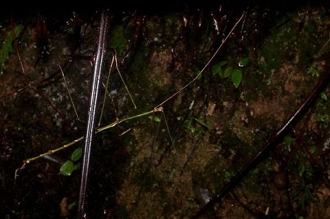 Huge very thin phasmid from side From Fraser's Hill. This is the same individual as in this other sighting: https://www.jungledragon.com/image/49051/huge_very_thin_phasmid_ramulus_nematodes.html

This different angle might make the ID more clear. Geotagged,Malaysia,Winter