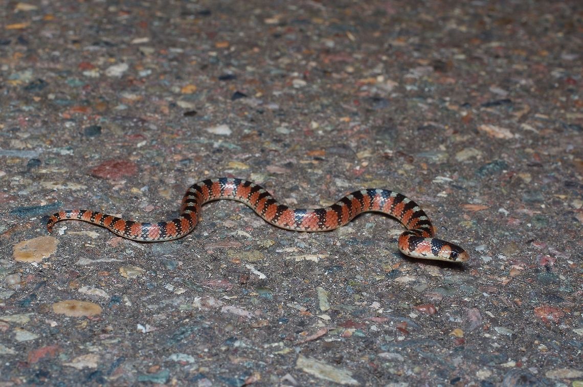 A Thornscrub Hook-nosed Snake (Gyalopion quadrangulare) on the road at night These beautiful little snakes are one of the best finds in extreme southern Arizona, where they barely cross the border from Mexico. But further south in Mexico, they are one of the most commonly found species at night. This was one of three we saw on this night; we saw several more on other nights also. Geotagged,Gyalopion quadrangulare,Mexico,Summer,Thornscrub Hook-nosed Snake