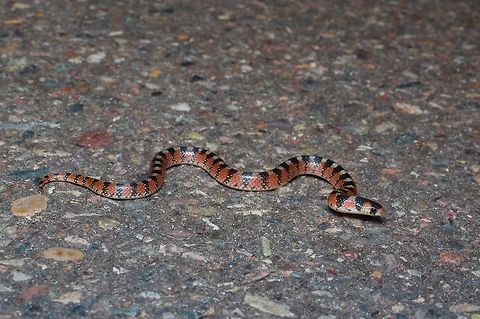 A Thornscrub Hook-nosed Snake (Gyalopion quadrangulare) on the road at night These beautiful little snakes are one of the best finds in extreme southern Arizona, where they barely cross the border from Mexico. But further south in Mexico, they are one of the most commonly found species at night. This was one of three we saw on this night; we saw several more on other nights also. Geotagged,Gyalopion quadrangulare,Mexico,Summer,Thornscrub Hook-nosed Snake
