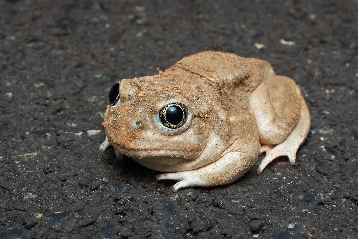 A Great Basin Spadefoot on the road at night Note the sand covering its body, indicating that it has recently emerged from underground. Geotagged,Great Basin spadefoot,Spea intermontana,Summer,United States