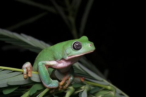 Mexican Leaf Frog