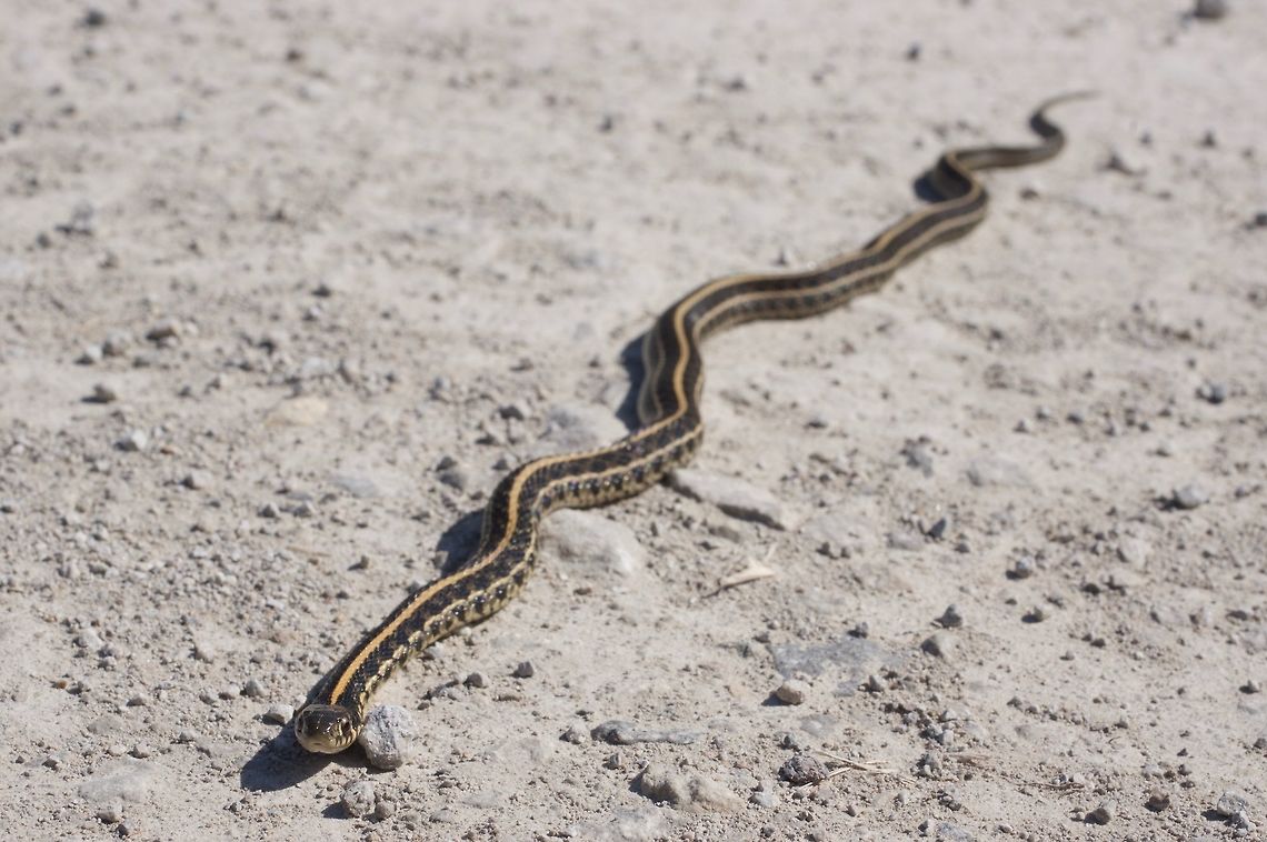 A Plains Garter Snake (Thamnophis radix) on a dirt road This was one of five or six different snake species we saw on this dirt road alongside a wetlands in a couple of hours. Geotagged,Plains garter snake,Spring,United States,radix
