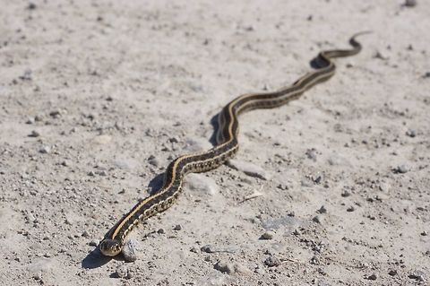 Plains Garter Snake