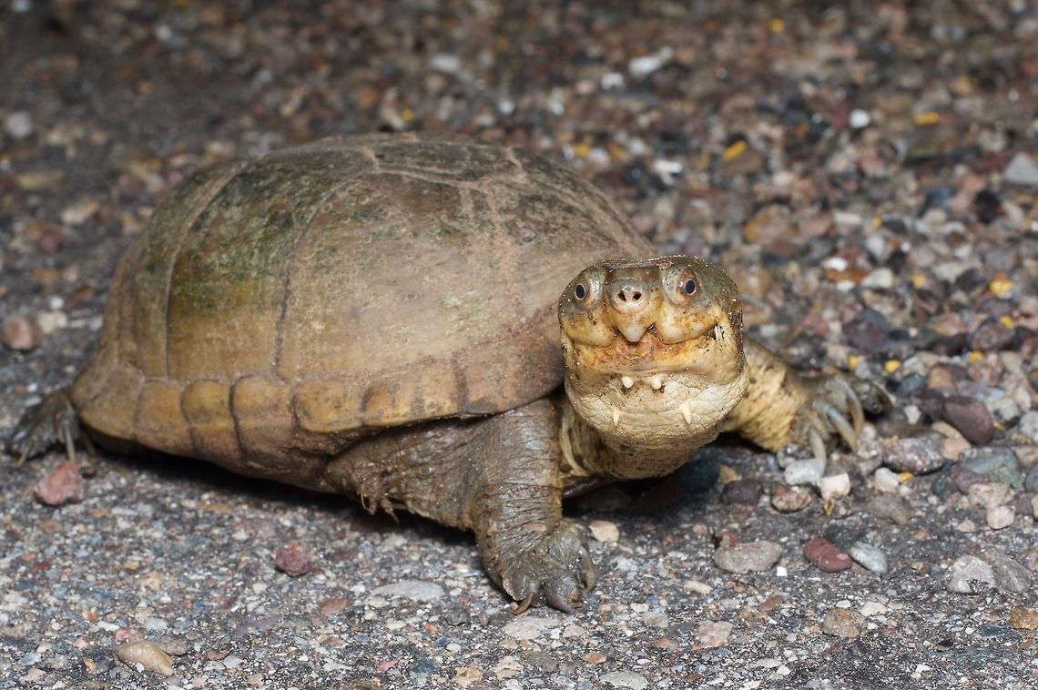 An Arizona Mud Turtle, a couple of hundred miles south of Arizona These turtles are extremely stinky. Oh my, they are stinky. Arizona mud turtle,Geotagged,Kinosternon arizonense,Mexico,Summer