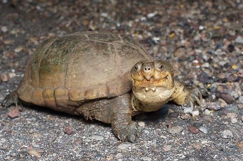 Arizona Mud Turtle