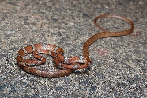 A Central American Tree Snake (Imantodes gemmistratus), not in a tree Though they spend most of their time in trees, this very long and thin snake was found crossing a paved road at night. Geotagged,Imantodes gemmistratus,Mexico,Summer