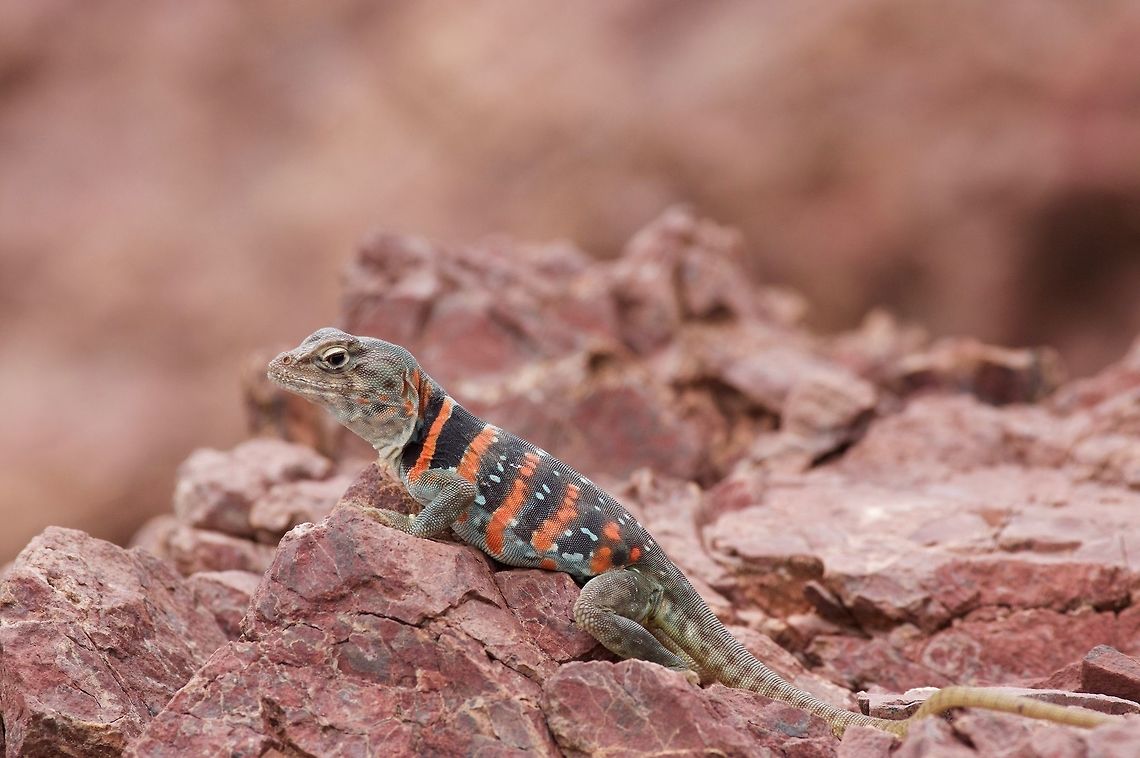 An adult female Dickerson's Collared Lizard (Crotaphytus dickersonae) on a rocky hillside I was hoping to see one of the bright blue (!) males, but I only got to see this adult female. Crotaphytus dickersonae,Dickerson's Collared Lizard,Geotagged,Mexico,Summer
