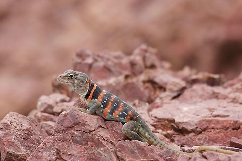 An adult female Dickerson's Collared Lizard (Crotaphytus dickersonae) on a rocky hillside I was hoping to see one of the bright blue (!) males, but I only got to see this adult female. Crotaphytus dickersonae,Dickerson's Collared Lizard,Geotagged,Mexico,Summer