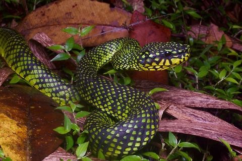 Smith's Mountain Pit Viper