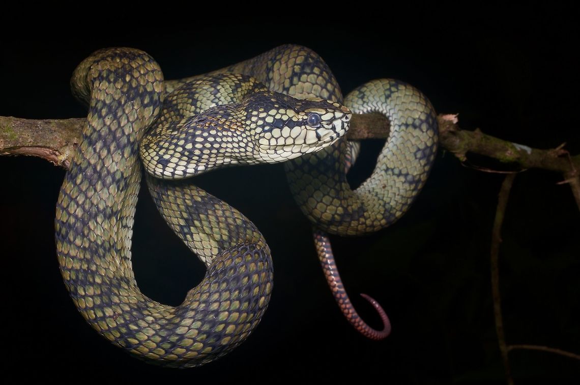Large adult Sumatran Pit Viper ready to shed You can see from the semi-opaque scale over the eye that this snake is getting ready to shed. Geotagged,Malaysia,Trimeresurus sumatranus,Winter