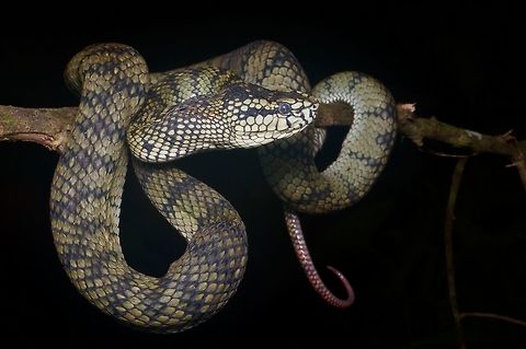 Large adult Sumatran Pit Viper ready to shed You can see from the semi-opaque scale over the eye that this snake is getting ready to shed. Geotagged,Malaysia,Trimeresurus sumatranus,Winter