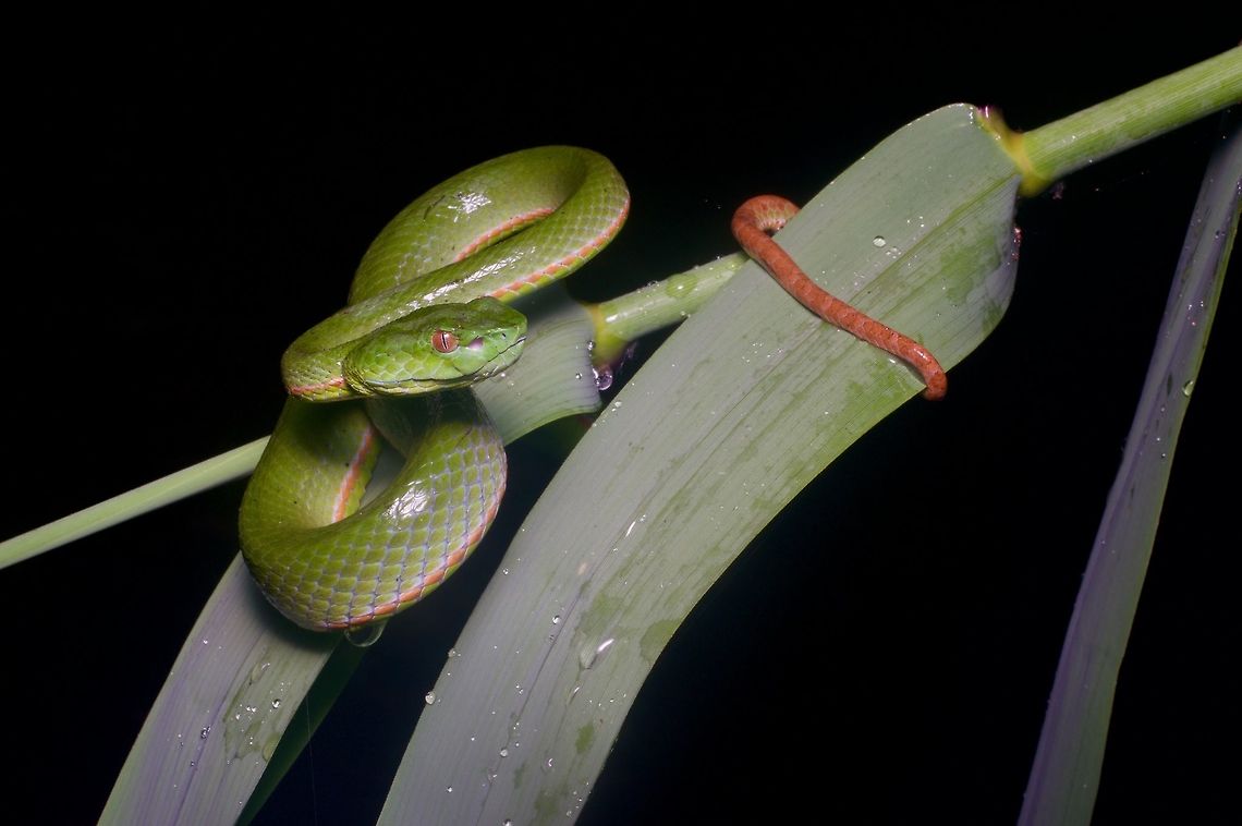 A Sabah Pit Viper coiled in vegetation This was probably a subadult male, though could be a young female. Geotagged,Malaysia,Sabah Pit Viper,Trimeresurus sabahi,Winter