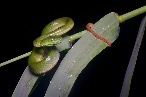 Sabah Bamboo Pitviper