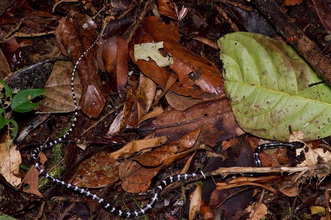 A young Slender Wolf Snake on the forest floor This li'l guy was slowly slithering through the leaf litter. Dark wolf snake,Geotagged,Lepturophis albofuscus,Malaysia,Winter