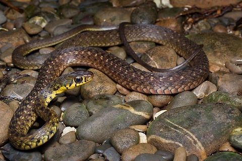 A Large-eyed Water Snake posing on a stream bed We found this snake, which is at home in streams and on the forest floor, sleeping at night in vegetation about six feet off the ground. Geotagged,Malaysia,Winter,Xenochrophis maculatus