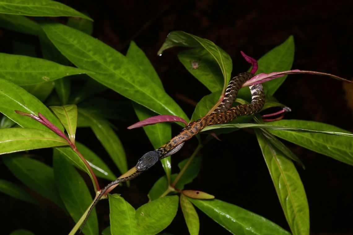 A young Triangle Keelback lurking near a pond This very young snake was perched in vegetation just above a small cultivated pond that was the breeding grounds of several species of frogs. Geotagged,Malaysia,Triangle keelback,Winter,Xenochrophis trianguligerus