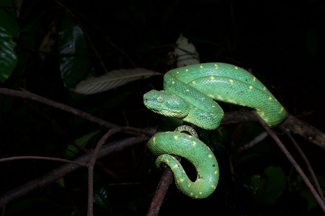 A Western Bush Viper coiled in the darkness This beautiful viper was very cooperative as my friend and I took many photos. It never showed any sign of defensiveness or aggression. Atheris chlorechis,Geotagged,Ghana,Summer